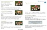 Trujące grzyby w Norwegii - Folkehelseinstituttet€¦ · Trujące grzyby w Norwegii - skrócona wersja broszury „Giftige sopper” („Trujące grzyby”) Zatrucie Te trzy muchomory