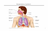 respiratory system - Mount Saint Mary Collegefaculty.msmc.edu/.../bio104/lectures/respiratory_system.pdf · 2006. 3. 1. · Title: Microsoft PowerPoint - respiratory_system.ppt Author: