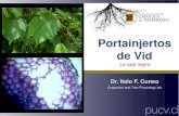 Portainjertos de Vid · 2018. 8. 7. · Portainjertos de Vid La caja negra Dr. Italo F. Cuneo Grapevine and Tree Physiology lab