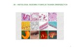 06 – HISTOLOGIA. BUDOWA I FUNKCJE TKANEK ZWIERZĘCYCHenvirex.pl/images/idn/biologia/b_04_tkanki.pdf · 16 Komórki naskórka mogą się grupować i przekształcać w struktury zwane