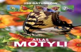 ATLAS MOTYLI - Publio.pl€¦ · ATLAS MOTYLI 6 BUDOWA MOTYLI BUDOWA MOTYLI Ciało motyli, podobnie jak innych owadów, składa się z trzech odcinków: głowy, tułowia i odwłoka.