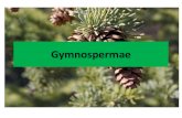 Gymnospermae - tb_kawakibiazmi.staff.gunadarma.ac.idtb_kawakibiazmi.staff.gunadarma.ac.id/Downloads/files/62526/Gymn… · - Habitus pohon/liana, tanpa saluran damar - Daun tunggal,