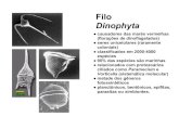 Filo Dinophyta - UENFuenf.br/cbb/lbt/files/2014/09/Dinophyta-atualizado-em-15-Ago-11.pdf · Ciclo de vida de Pyrocystis acuta zoospor os protoplast o forma vegetativa núcleo mitos
