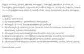 Pojęcia: nukleoid, tylakoid, akineta, heterocysta (heterocyt), …paero.home.amu.edu.pl/wp-content/uploads/2019/03/Glony... · 2019. 3. 7. · Pojęcia: nukleoid, tylakoid, akineta,
