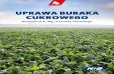 UPRAWA BURAKA CUKROWEGO - K+S Polska sp. z o.o. - K+S ......również dostarcza roślinom bor (0,5 – 3,0 kg B/ha) i mangan. 6 W zależności od gleby, przebiegu pogody, odmiany i