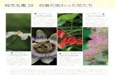 Gardenia jasminoides V Passiflora caerulea Erythrina crista-galli … · 2016. 6. 30. · Erythrina crista-galli RE-5YV- Cotinus coggygria . Title: 6月15日号 Created Date: 6/12/2016