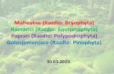 Mahovine (Razdio: Bryophyta) Rastavici (Razdio: Equisetophyta) … · 2020. 3. 29. · Mahovine •Gametofit: spore, protonema, biljka mahovine sve do oplođenja. Sporofit: sporogon