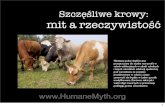 Szcz liwe krowy: mit a rzeczywistość · 2013. 5. 24. · 38. Ponieważ ogłuszanie jest zaprojektowane tak, by serce zwierzęcia wciąż biło, zdarza się nierzadko, że krowy