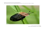 Sherwood Forest Coleoptera - Eakring Birds...Haliplus Latreille, 1802 Haliplus lineatocollis (Marsham, 1802) Merritt, R. 2000 Birklands West / Clipstone Old Qtr Ref: 130 Haliplus ruficollis