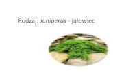 Rodzaj: Juniperus - jałowieczsae-karolewo.pl/korona/IITAK_04maja_Jałowiec.pdf · 2020. 5. 4. · Gatunek: Juniperus sabina – jałowic sabiński. Wzrost: niski i szeroko rosnący