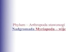 Nadgromada Myriapoda – wijeinvertebrates.uni.lodz.pl/wp-content/uploads/wije-i... · 2016. 11. 29. · Nadgromada Myriapoda – wije Gromada Chilopoda – pareczniki Gromada Diplopoda