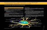 Podstawowe informacje o morfologii i fizjologii układu nerwowego · 2020. 11. 30. · mencie pojawienia się potencjału czynnościowego neuro-transmiter uwalnia się do przestrzeni