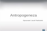 Antropogeneza · 2020. 4. 15. · Antropogeneza Opracował: Jacek Pawłowski. Królestwo: zwierzęta (organizmy wielokomórkowe i cudzożywne) A N T R O P O G E N E Z A Przynależność
