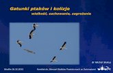 Gatunki ptaków i kolizje · 2019. 5. 31. · EMB175 03.12.2012 EPWA Działania podjęte przez zarządzającego: 9. Podjęto czynności w celu opracowania nowej mapy do AIP Polska