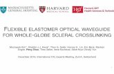 F ELASTOMER OPTICAL WAVEGUIDE WHOLE GLOBE SCLERAL CROSSLINKING … · 2020. 3. 1. · 2 The myopia boom. Nature 2015. The light delivery challenges 3 • Whole globe sclera crosslinking