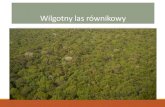 Wilgotny las równikowy · 2020. 3. 29. · Piętrowa budowa lasów -Jakie widzisz różnice w wyglądzie obu tych lasów? Warstwy wilgotnego lasu równikowego (A) Warstwy lasu strefy
