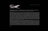Występowanie czarnowrona Corvuscorone w Polsce · 2013. 2. 13. · czarnowronów (1890), natomiast 9 razy stwierdzono lęgi mieszane czarnowrona i wrony siwej. Dodatkowo dwa razy
