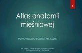 Atlas anatomii mięśniowej anatomii... · 2020. 4. 3. · Mięsień Czworoboczny Przyczep początkowy: - kresa karkowa górna - więzadło karkowe - wyrostki kolczyste wszystkich