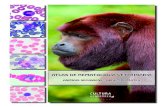 ATLAS DE HEMATOLOGIA VETERINÁRIA...ção do Atlas de Hematologia Veterinária – Animais Selvagens: Ordem Primates é produ-to de um esfor-ço não apenas dos autores desta edição,