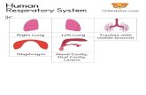 Human Respiratory System 123kidsfun.com Trachea with ...€¦ · Human Respiratory System 123kidsfun.com Trachea with visible bronchi Right Lung Diaphragm Left Lung Nasal Cavity,