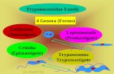Trypanosoma ( Epimastigote ) Trypomastigote Critidia