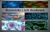 Komórki i ich budowa - katowice.eu