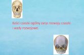 Kości czaszki ogólny zarys rozwoju czaszki i wady rozwojowe.