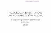 12 Fizjologia efektorów - Uniwersytet Śląski
