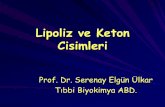 Lipoliz ve Keton Cisimleri - Ankara Üniversitesi