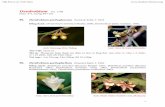 Dendrobium - Hoa Lan Viet Nam