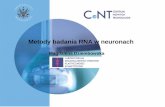 Metody badania RNA w neuronach - IGiB :: root pl