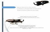 Base de datos de la tribu Oryctini (Coleoptera ...