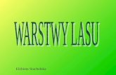 WARSTWY LASU